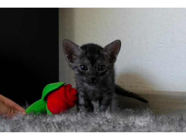 Egyptian Mau · Järfälla · SE*Mjako