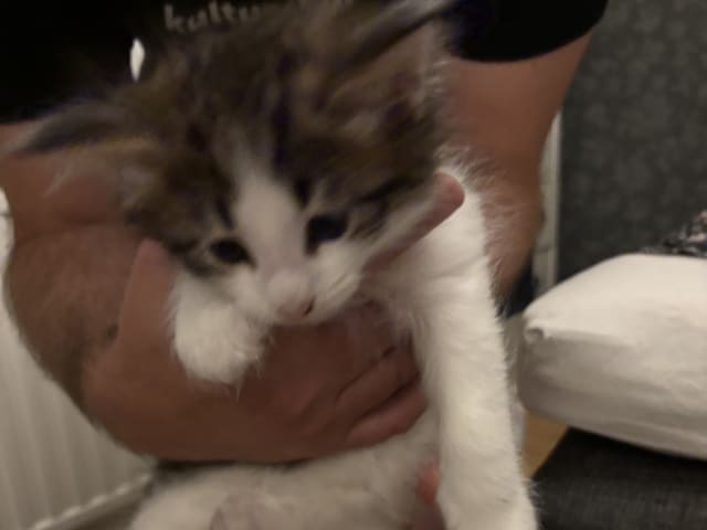 Norwegian Forest · Enköping · Lodahlshjem