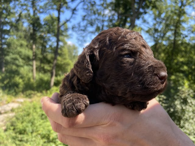 Labradoodle · Nol · Lyckliga Vovven