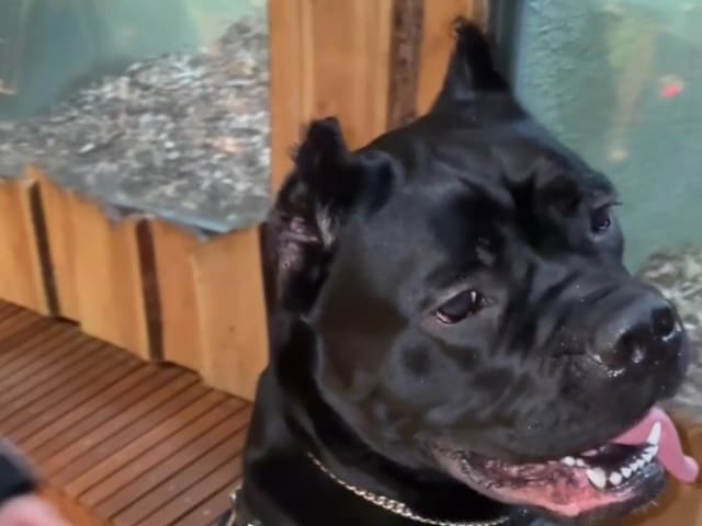 Cane Corso