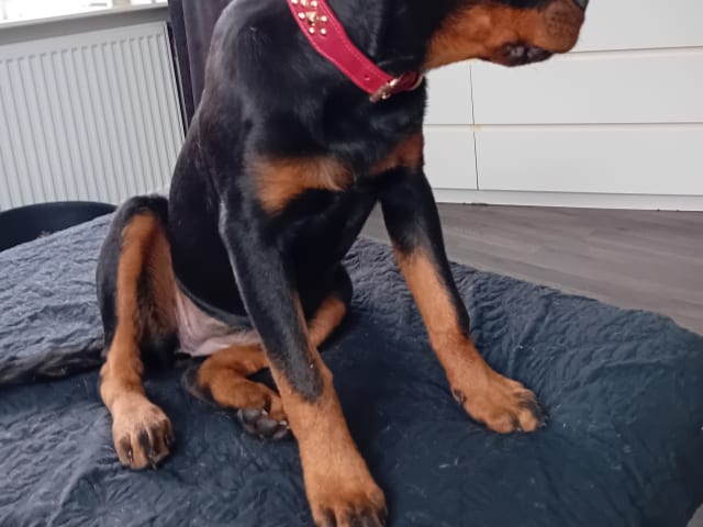 Rottweiler