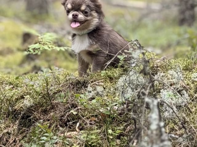 Chihuahua · Karlstad · Zusanna D.