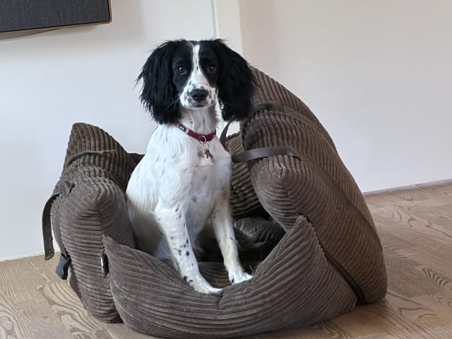 Cocker spaniel · Silkeborg · Casper B.
