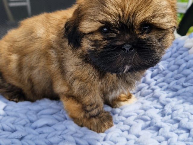 Shih Tzu