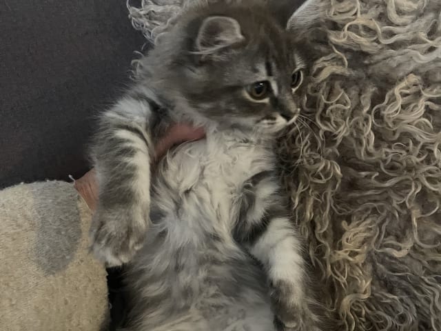 Ragdoll