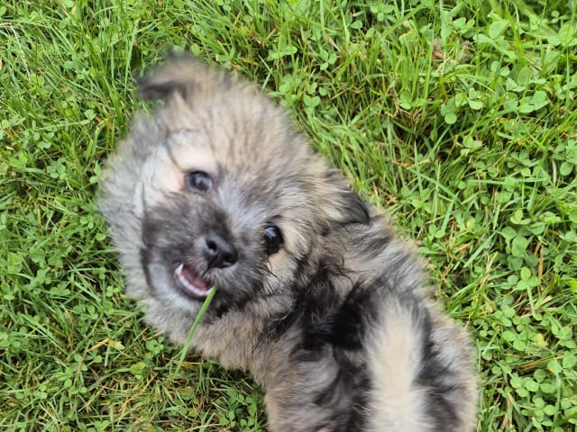 German Spitz – Mittelspitz · Abborrträsk · Eleonor M.