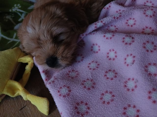 CavaMaltiShihPoo · Fränsta · Katarina H.