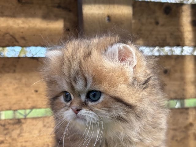 British Longhair