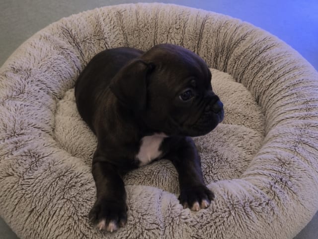 Staffordshire bull terrier