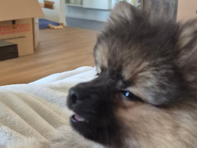 Pomeranian och Papillon