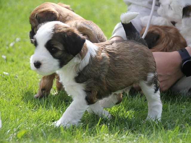 Tibetansk terrier