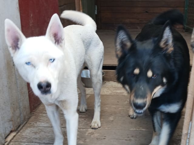 Sibirian husky- Schäfer · Sollefteå · Kenneth J.