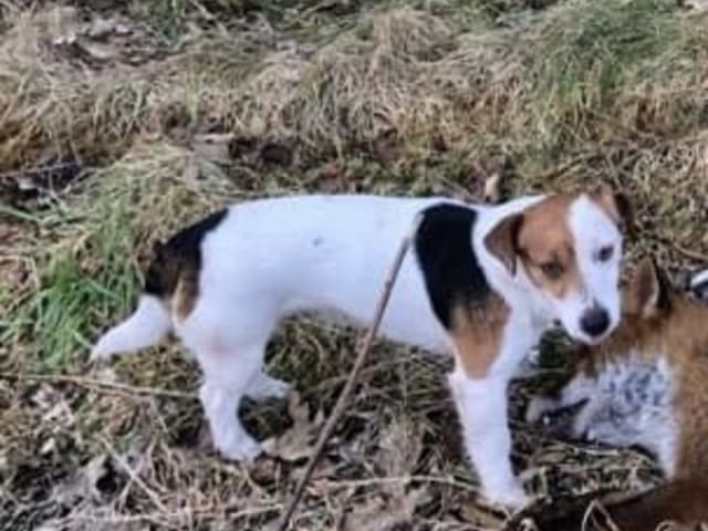 Jack russell terrier · Give · Strelluf