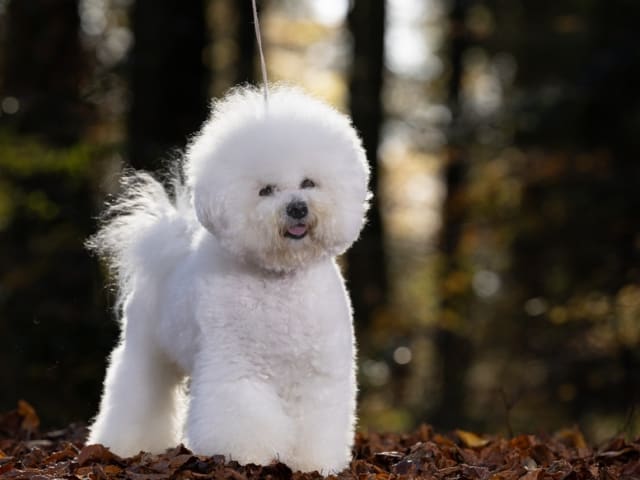 Bichon Frise