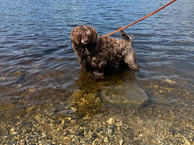Portuguese Water Dog