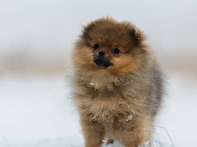 Pomeranian