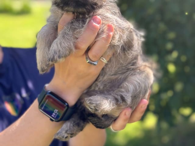 Cairn Terrier