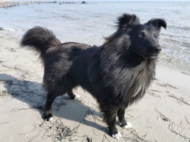 Shetland sheepdog