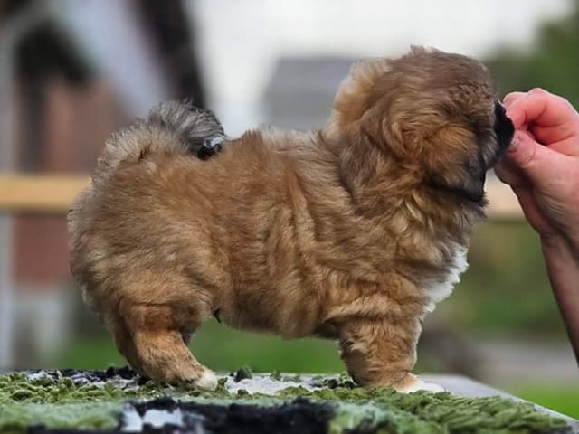 Tibetansk spaniel · Vesløs · Amtofts Kær