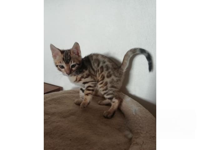 Bengal · Sollebrunn · SE*Tissan's
