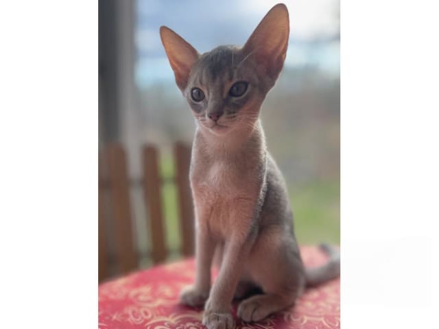 Abyssiner katt · Karlskrona · SE*Ghimbir's