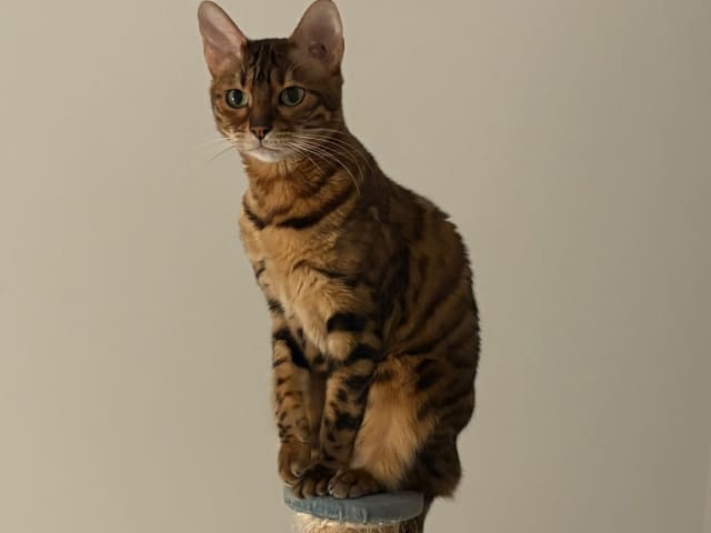 Bengal