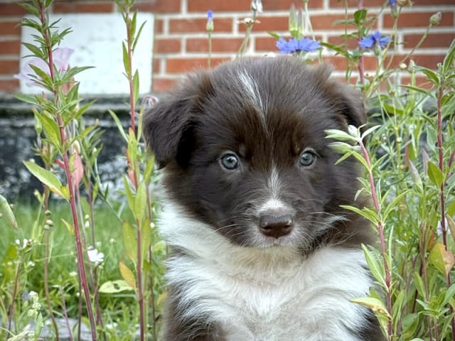 Border collie