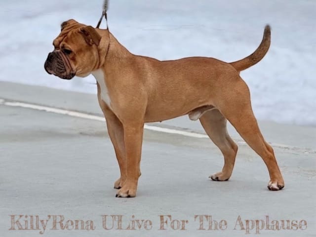 Continental Bulldog