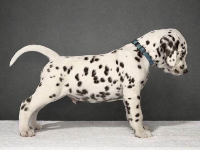 Dalmatian