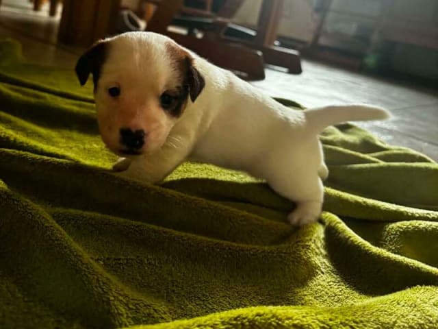 Jack Russell Terrier · Holstebro · Henning Berg Klit