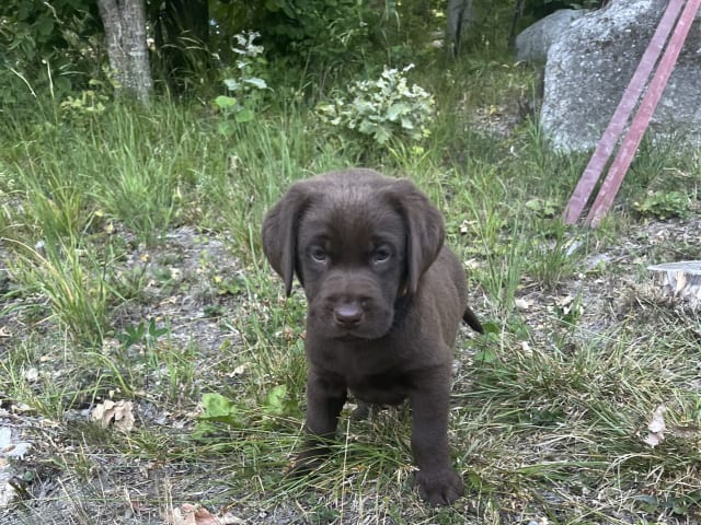 Labrador Retriever