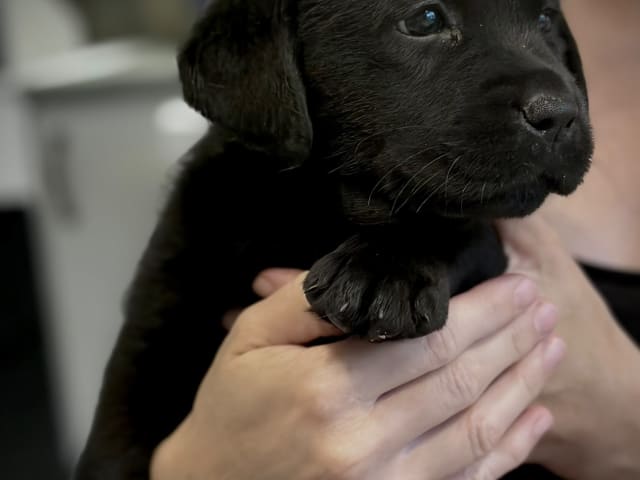 Labrador Retriever · Karlstad · Emilia M.