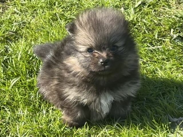 German Spitz – Kleinspitz