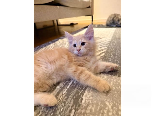 Norwegian Forest · Trelleborg · SE*Northwinds Scatter
