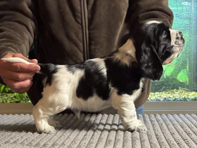 Cocker spaniel · Hallstavik · Passion Spaniels