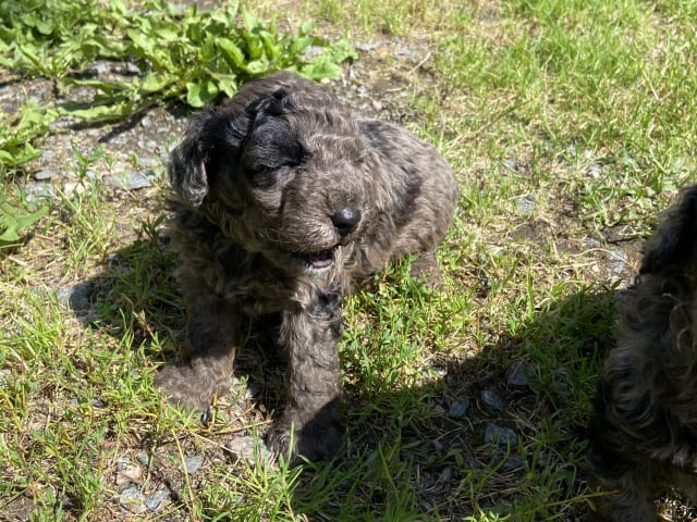 Labradoodle · Nol · Lyckliga Vovven