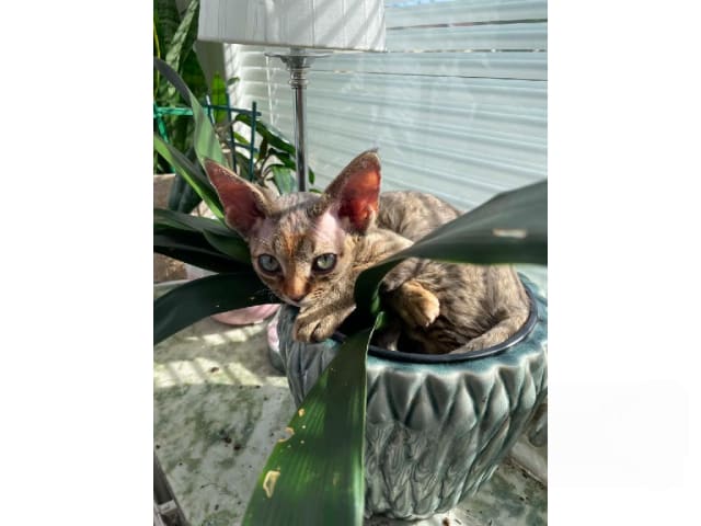 Devon Rex · Husum · S*Bonnea’s