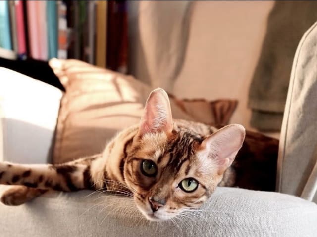 Bengal