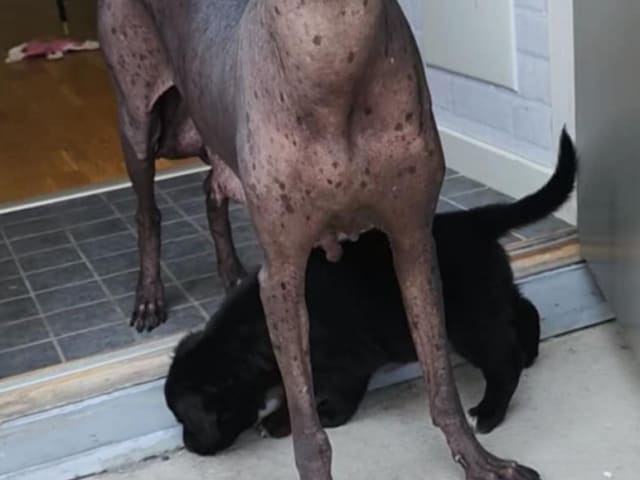 Xoloitzcuintle
