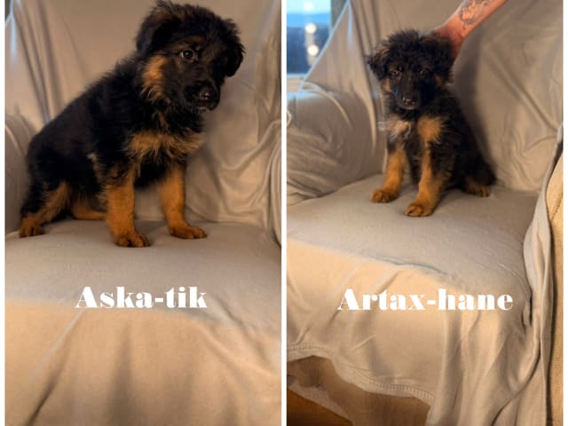 German Shepherd Dog