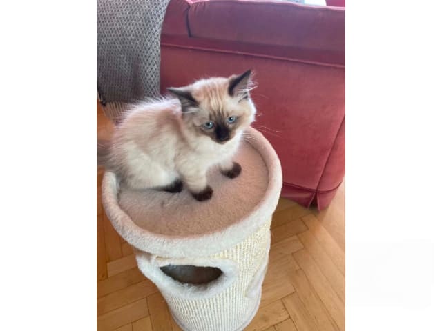 Ragdoll · Sollentuna · Viktoria Juzovitskaja