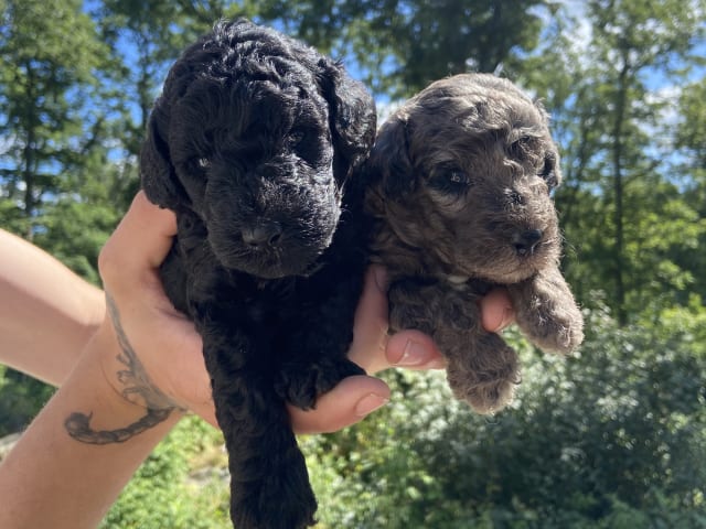 Labradoodle · Nol · Lyckliga Vovven