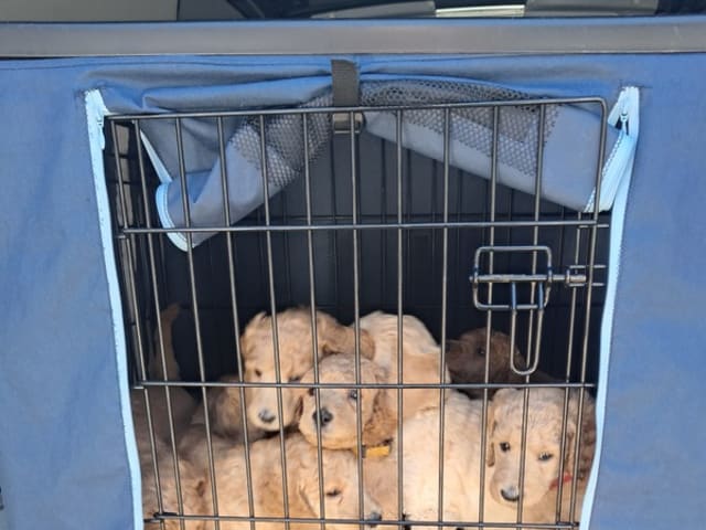 Standard Poodle