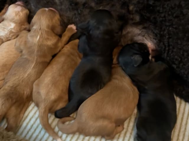 Cockapoo · Fornebu · Kaja F.
