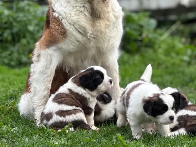 Saint Bernard · Rindalsskogen · Marie Helén Jäderström