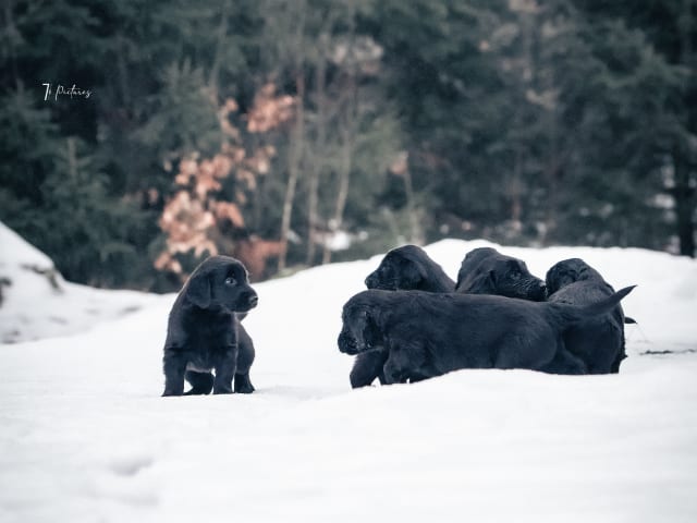 Flat Coated Retriever