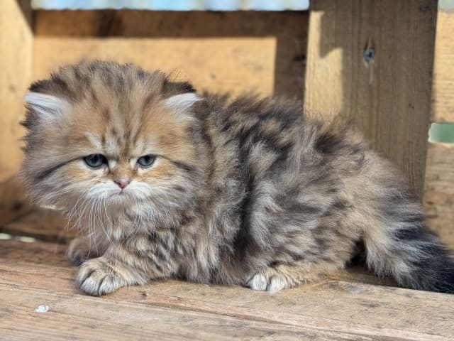 British Longhair