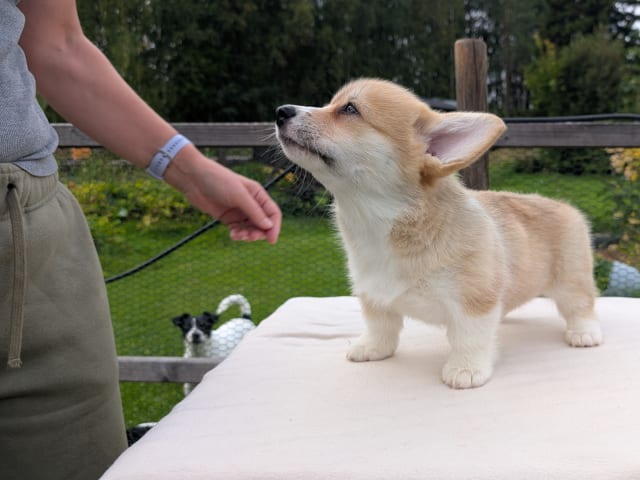 Welsh corgi pembroke