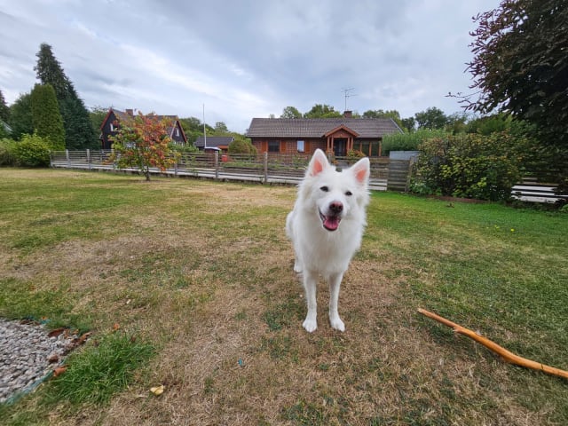 Danish Spitz