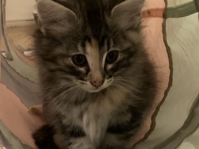 Norwegian Forest · Åkersberga · SE*Danzarin Cats
